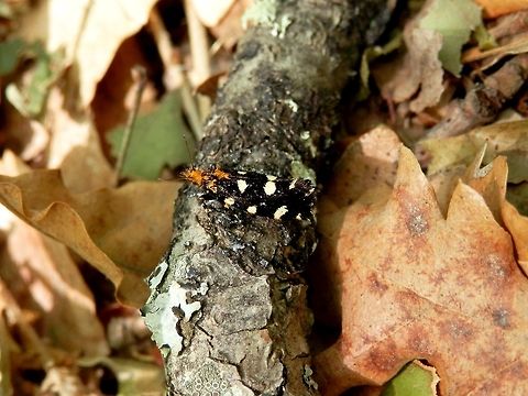 Fungus moth in the forest I am not sure if it is Lampronia corticella or Euplocamus anthracinalis.

Lampronia corticella is somewhat variable. Some specimens identified as the synonym Lampronia rubiella look just like this one but I wonder if it is not a mistake.
http://www.discoverlife.org/mp/20q?search=Lampronia+corticella
http://www.eakringbirds.com/eakringbirds4/mothimageslamproniacorticella.htm
http://www.lepiforum.de/lepiwiki.pl?Lampronia_Corticella
http://www2.nrm.se/en/svenska_fjarilar/l/lampronia_corticella.html
http://www.lepidoptera.no/en/arter/?or_id=6543
http://lepidoptera.pro/taxonomy/2762
http://1.bp.blogspot.com/_TNXpFp4Z9o0/SM1tZgUHpEI/AAAAAAAAAkA/rb6S0OMWT44/s800-h/Lampronia+rubiella-5.JPG

Euplocamus anthracinalis looks very similar.
http://lepidopteragallery.org/Euplocamus_anthracinalis.html
http://lepidoptera.pro/taxonomy/10229
http://ukmoths.org.uk/show.php?bf=197
http://www.lepidoptera.eu/show.php?ID=2024&country=GB
http://www.lepiforum.de/lepiwiki.pl?Euplocamus_Anthracinalis
http://www.insektenbox.de/schmet/eupant.htm
http://www.naturephoto-cz.com/euplocamus-anthracinalis-photo-14918.html

Update: having found a proper Euplocamus anthracinalis, I am sure this is not one.
https://www.jungledragon.com/image/40118/euplocamus_anthracinalis.html
It is most likely Lampronia corticella (Lampronia rubiella). There's one that looks just the same here:
http://www.udec.ru/vrediteli/malinovaya_mol.php Bulgaria,Lampronia corticella,Moth