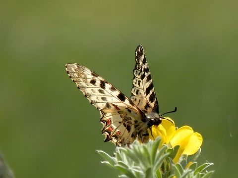 Eastern festoon ventral view  Allancastria cerisyi,Bulgaria
