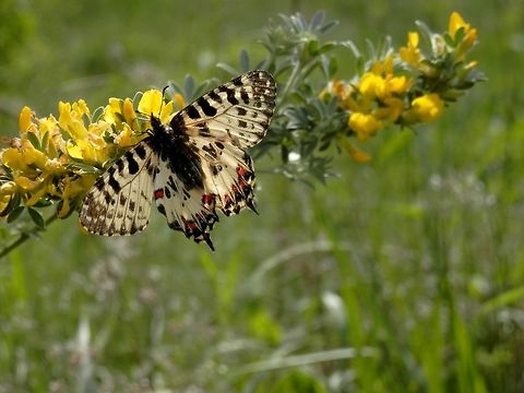 Eastern festoon dorsal view  Allancastria cerisyi,Bulgaria
