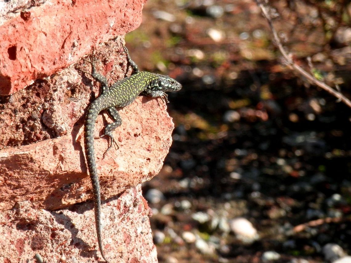 Podarcis sp. I am not sure if it is a P. muralis or P. sicula. Both seem to have a more spotted rater than striped pattern and I don't know what is the difference. Common wall lizard,Fall,Geotagged,Italy,Podarcis muralis