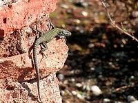Podarcis sp. I am not sure if it is a P. muralis or P. sicula. Both seem to have a more spotted rater than striped pattern and I don't know what is the difference. Common wall lizard,Fall,Geotagged,Italy,Podarcis muralis