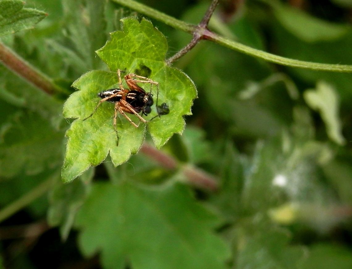 Oxyopes heterophthalmus  Bulgaria,Oxyopes heterophthalmus