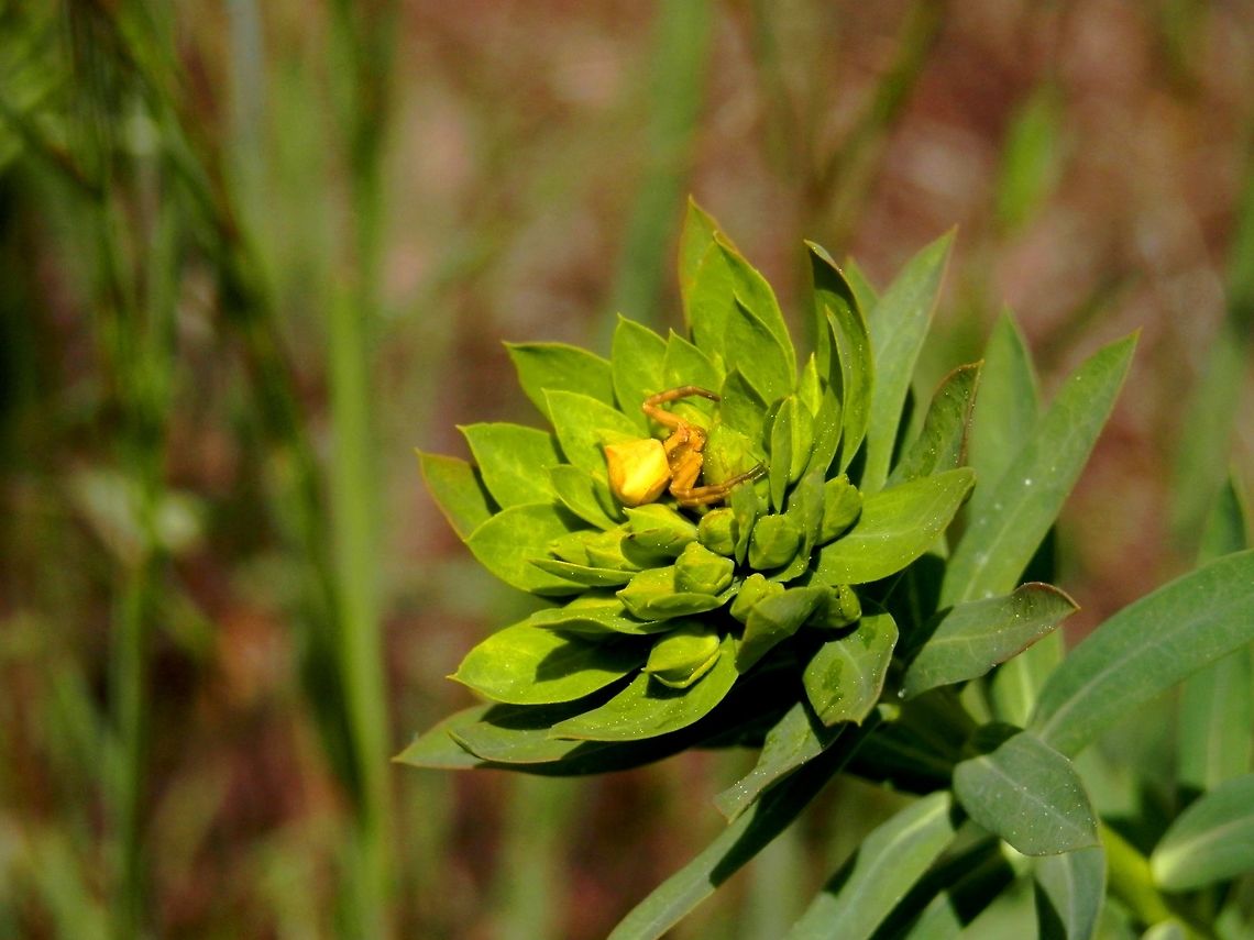 Thomisus onustus  Bulgaria,Thomisus onustus