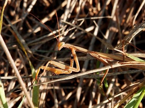 Praying mantis  Bulgaria,European Mantis,Mantis religiosa