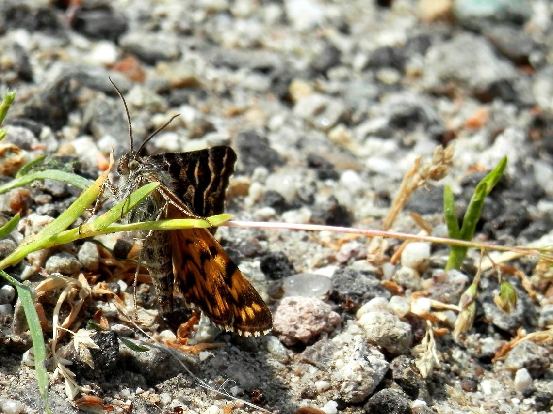 Mother Shipton moth close-up portrait  Bulgaria,Callistege mi,Mother Shipton Moth