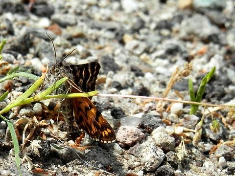 Mother Shipton moth close-up portrait  Bulgaria,Callistege mi,Mother Shipton Moth