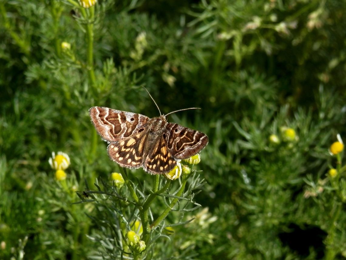 Mother Shipton moth dorsal view  Bulgaria,Callistege mi,Mother Shipton Moth