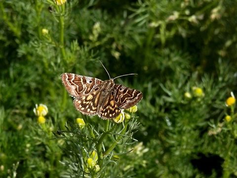 Mother Shipton moth dorsal view  Bulgaria,Callistege mi,Mother Shipton Moth