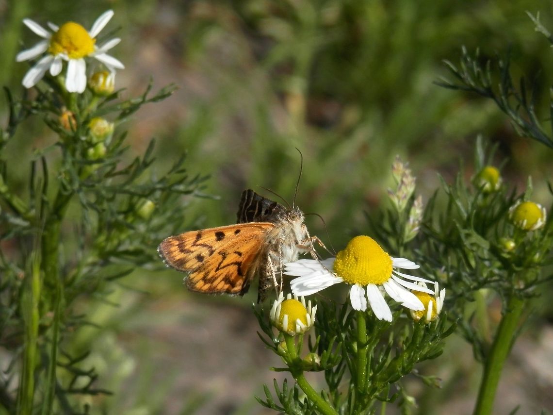 Mother Shipton moth side view  Bulgaria,Callistege mi,Mother Shipton Moth