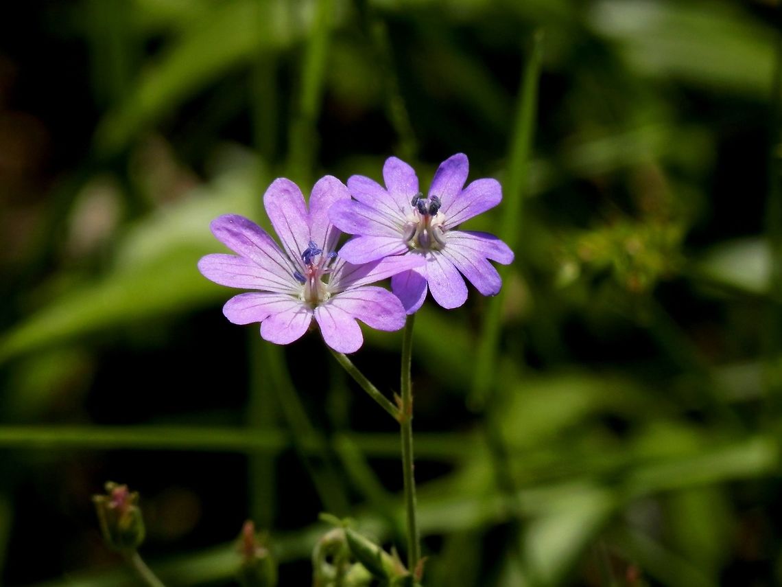 Hedgerow cranesbill  Bulgaria,Geranium pyrenaicum,Hedgerow cranesbill