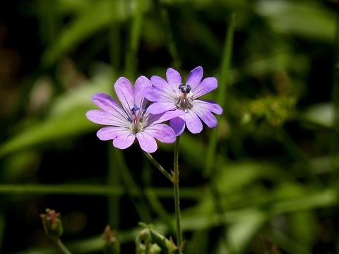 Hedgerow cranesbill  Bulgaria,Geranium pyrenaicum,Hedgerow cranesbill