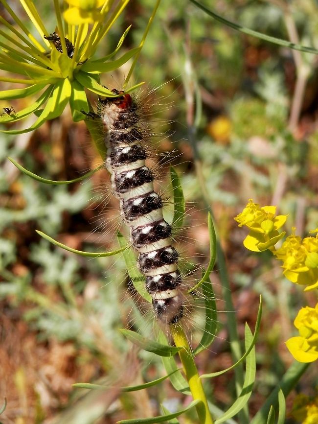 Simyra dentinosa  Greece,Simyra dentinosa
