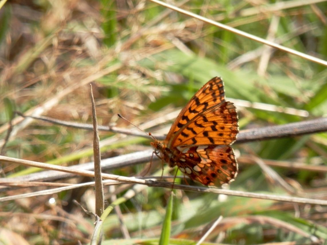 Weaver's fritillary  Boloria dia,Bulgaria