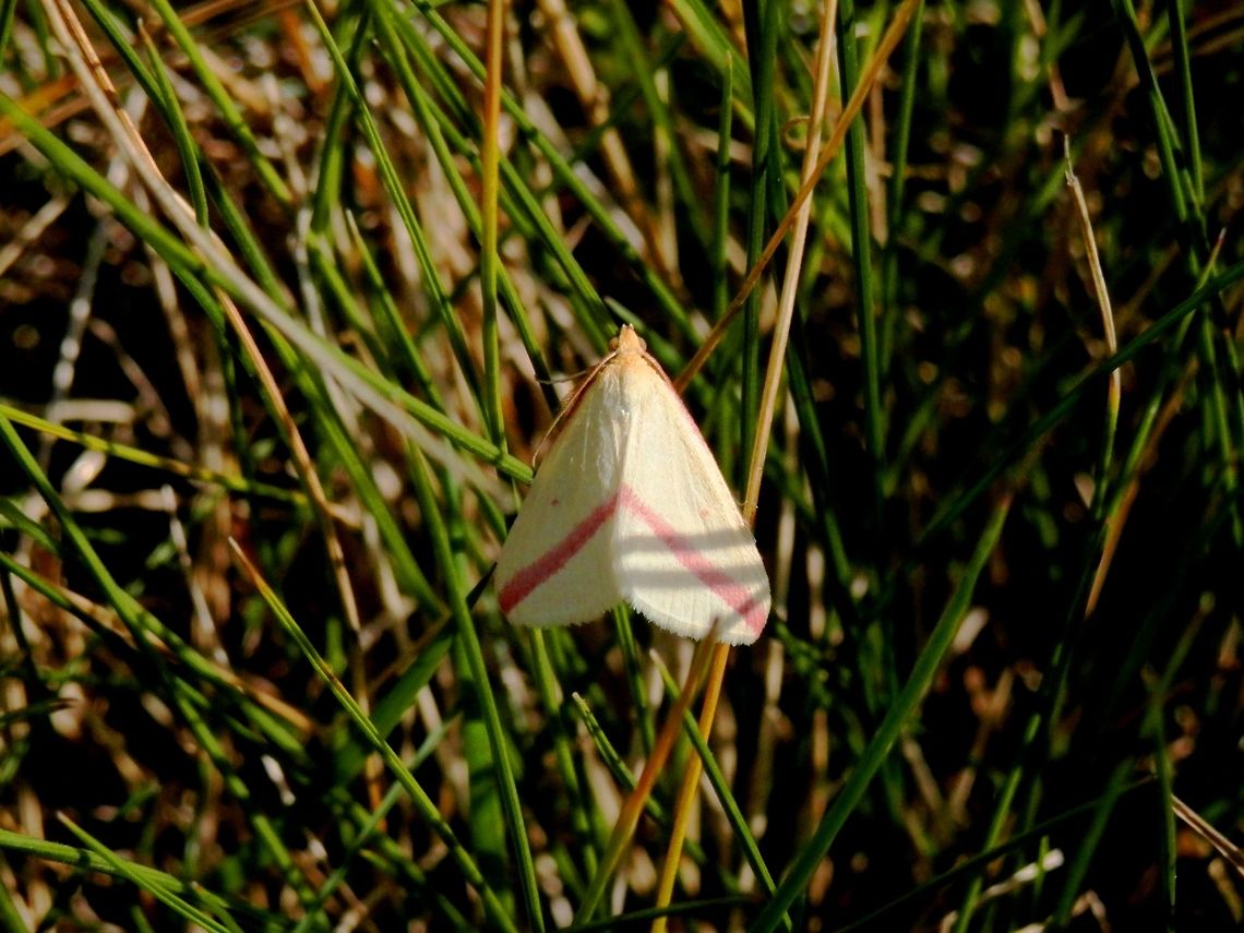 Vestal moth  Bulgaria,Geotagged,Rhodometra sacraria,Summer