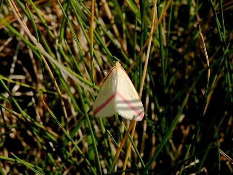 Vestal moth  Bulgaria,Geotagged,Rhodometra sacraria,Summer