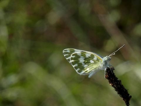 Bath white  Bath White,Bath white,Bulgaria,Pontia daplidice