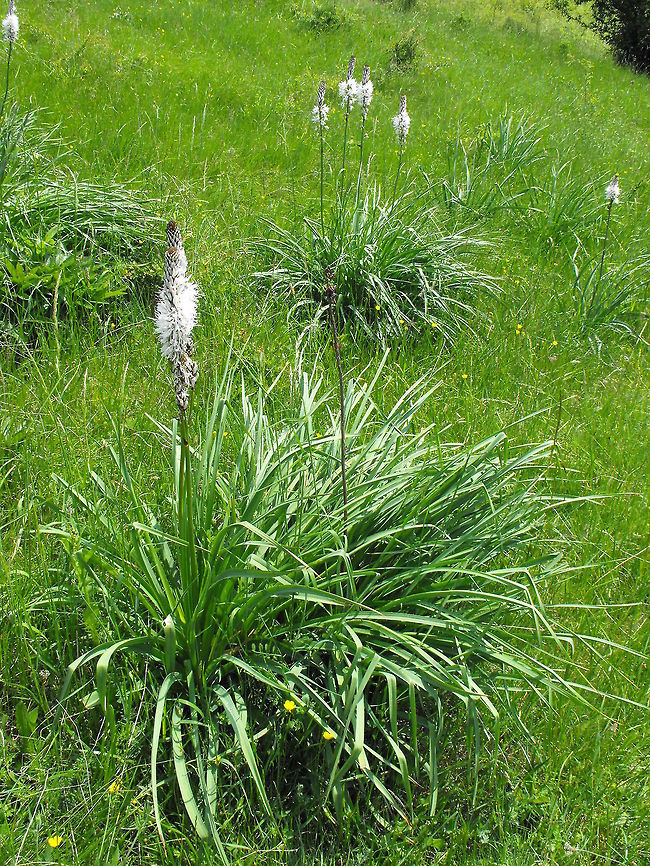 White asphodel  Asphodelus albus,Bulgaria