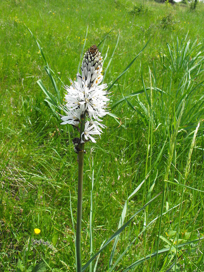 White asphodel  Asphodelus albus,Bulgaria