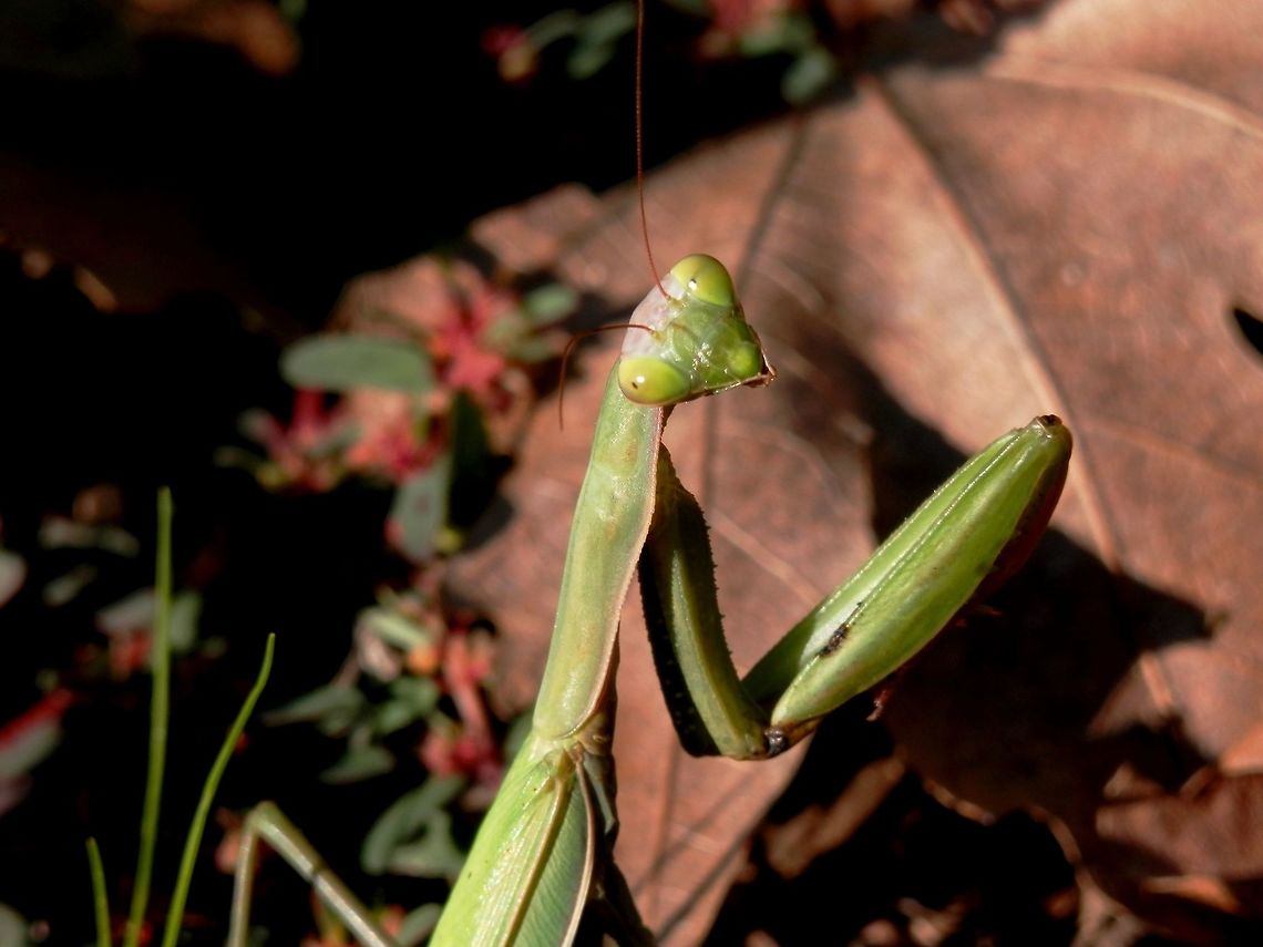 Praying mantis portrait  Bulgaria,European Mantis,Mantis religiosa