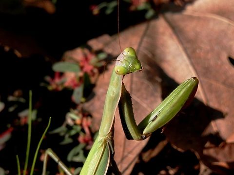 Praying mantis portrait  Bulgaria,European Mantis,Mantis religiosa