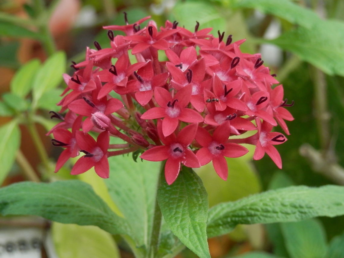 Star cluster  BAS Botanical garden,Bulgaria,Egytpian starcluster,Pentas lanceolata
