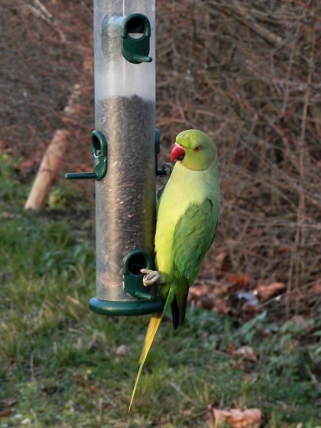 Rose-ringed parakeet Jardin des Plantes, Paris Psittacula krameri,Rose-ringed parakeet