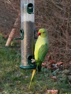 Rose-ringed parakeet Jardin des Plantes, Paris Psittacula krameri,Rose-ringed parakeet