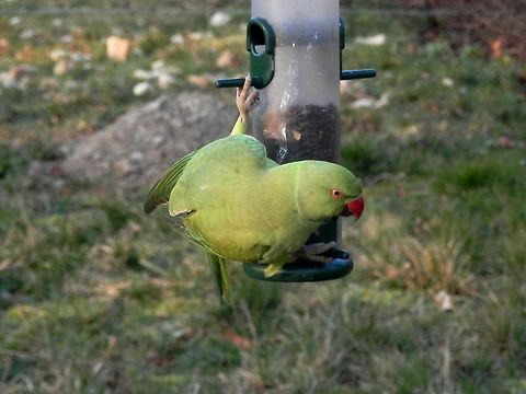 Rose-ringed parakeet acrobatic performance Jardin des Plantes, Paris France,Geotagged,Psittacula krameri,Rose-ringed parakeet,Winter