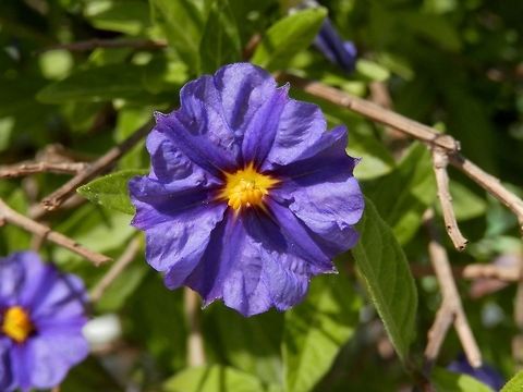 Blue potato bush  Greece,Lycianthes rantonnetii