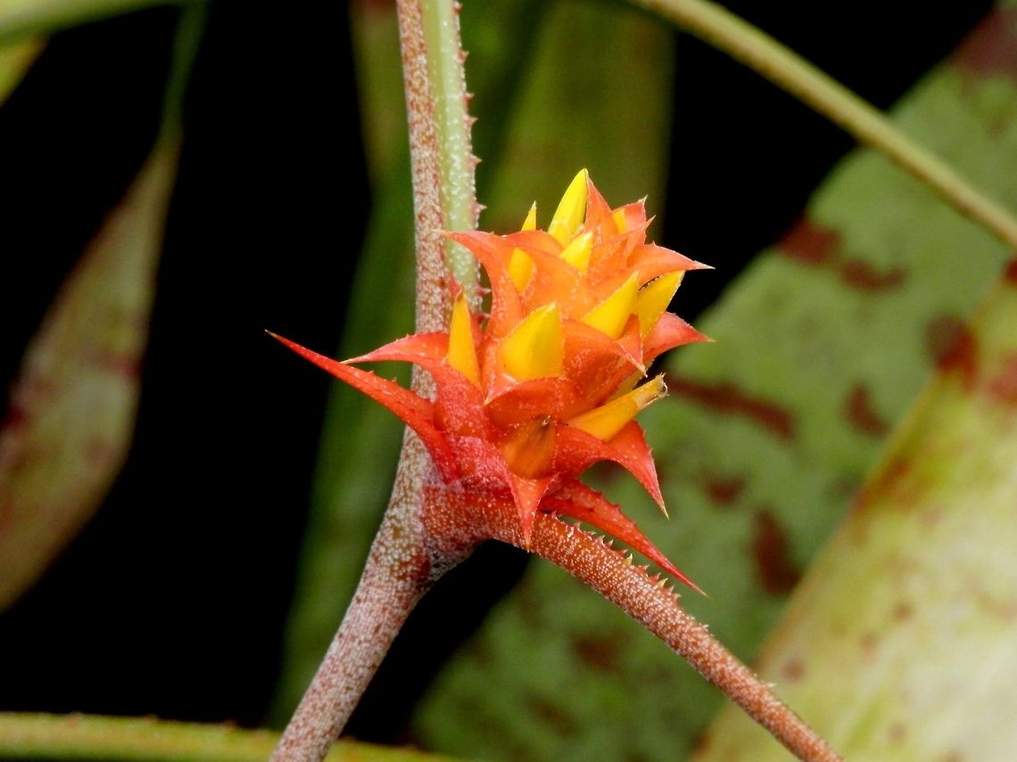 Acanthostachys strobilacea  Acanthostachys strobilacea,BAS Botanical garden,Bulgaria