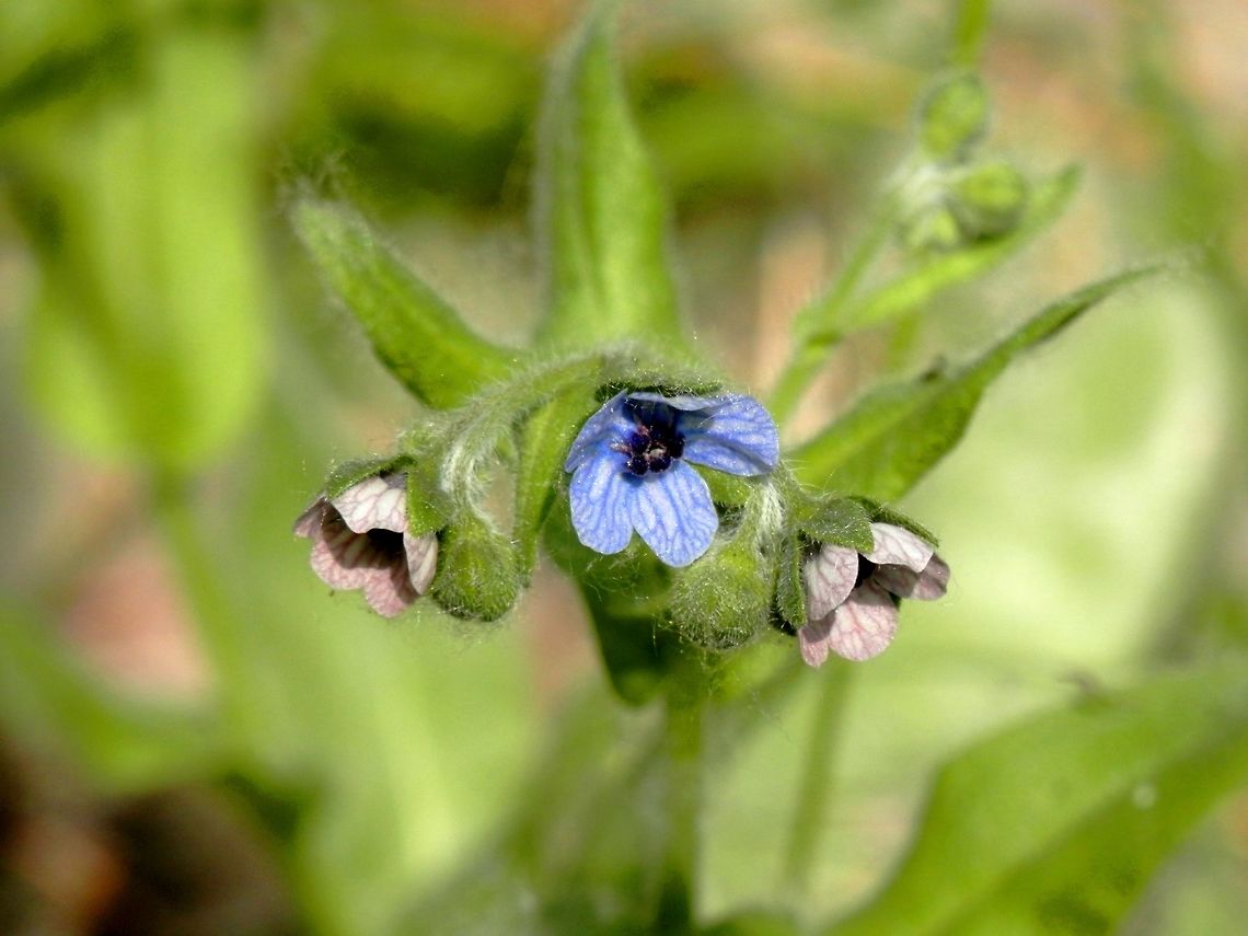 Blue hound's tongue  Cynoglossum creticum,Greece