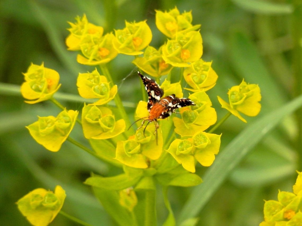 Pygmy moth  Bulgaria,Thyris fenestrella