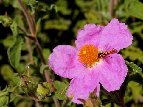 Sphaerophoria scripta on Cistus creticus  Cistus creticus,Greece,Sphaerophoria scripta
