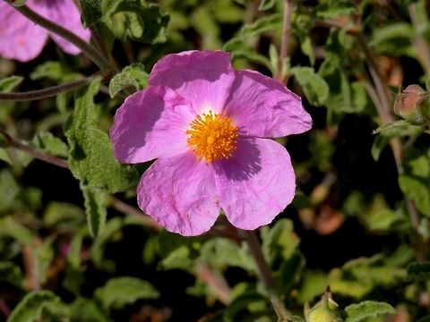 Pink rock-rose  Cistus creticus,Greece
