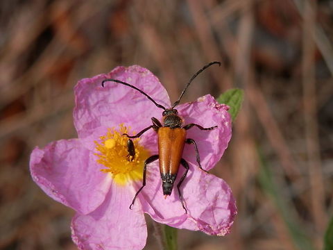 Paracorymbia fulva and co on Cistus creticus  Geotagged,Greece,Paracorymbia fulva,Spring,Tawny longhorn beetle