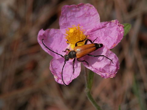 Paracorymbia fulva on Cistus creticus  Greece,Paracorymbia fulva,Tawny longhorn beetle,Thasos Island
