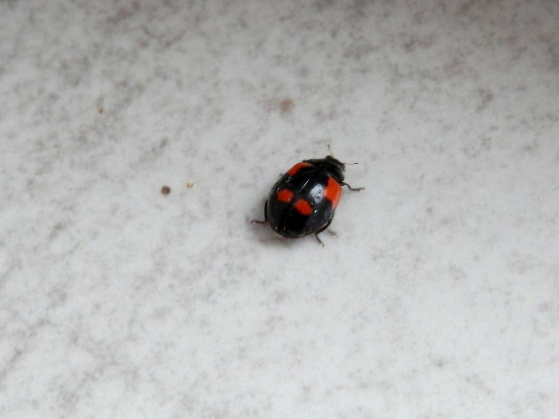 Two-spotted lady beetle Sorry for the poor quality but it shows the form quadrimaculata of the same species.<br />
<a href="http://www.colpolon.biol.uni.wroc.pl/adalia" rel="nofollow">http://www.colpolon.biol.uni.wroc.pl/adalia</a> bipunctata.htm<br />
<a href="http://www.naturespot.org.uk/species/2-spot-ladybird" rel="nofollow">http://www.naturespot.org.uk/species/2-spot-ladybird</a> Adalia bipunctata,Adalia bipunctata f. quadrimaculata,Bulgaria,Two-spotted lady beetle