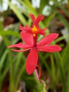 Fire-star orchid  BAS Botanical garden,Bulgaria,Epidendrum radicans
