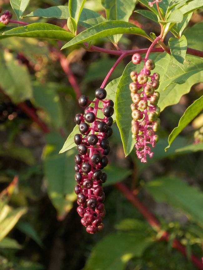 American pokeweed  American Pokeweed,Bulgaria,Geotagged,Phytolacca americana,Summer