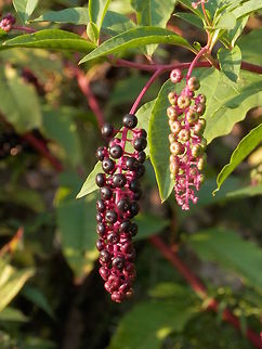 American pokeweed  American Pokeweed,Bulgaria,Geotagged,Phytolacca americana,Summer