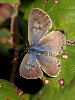 Lang's short-tailed blue dorsal view  Fall,Geotagged,Greece,Leptotes pirithous
