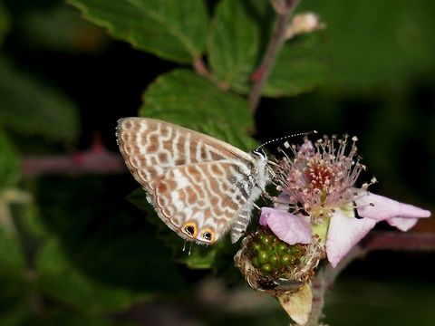 Lang's short-tailed blue  Greece,Leptotes pirithous