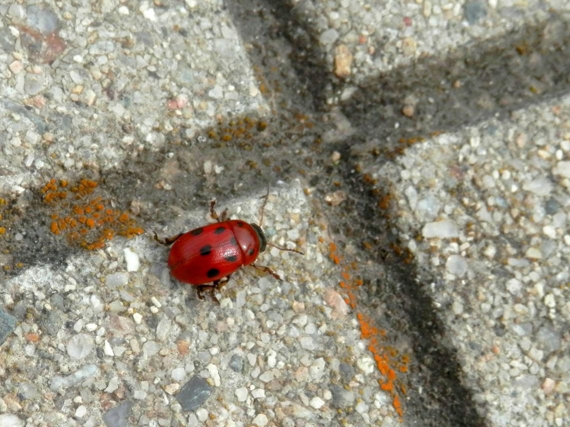 Gonioctena fornicata  Bulgaria,Geotagged,Gonioctena fornicata,Spring