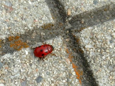 Gonioctena fornicata  Bulgaria,Geotagged,Gonioctena fornicata,Spring
