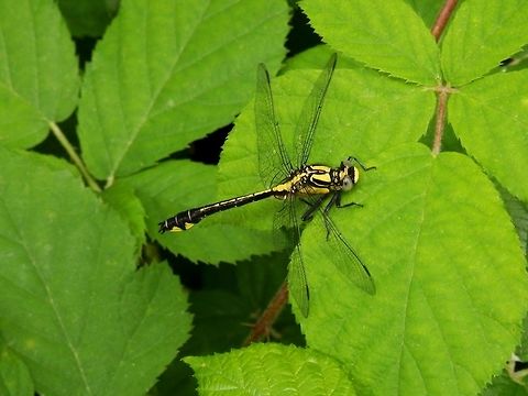 Common clubtail side view
https://www.jungledragon.com/image/38937/common_clubtail_side_view.html
close-up
https://www.jungledragon.com/image/38936/common_clubtail_close-up.html Bulgaria,Geotagged,Gomphus vulgatissimus,Spring,Strandzha Nature Park