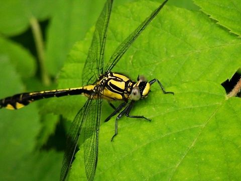 Common clubtail close-up  Bulgaria,Gomphus vulgatissimus,Strandzha Nature Park