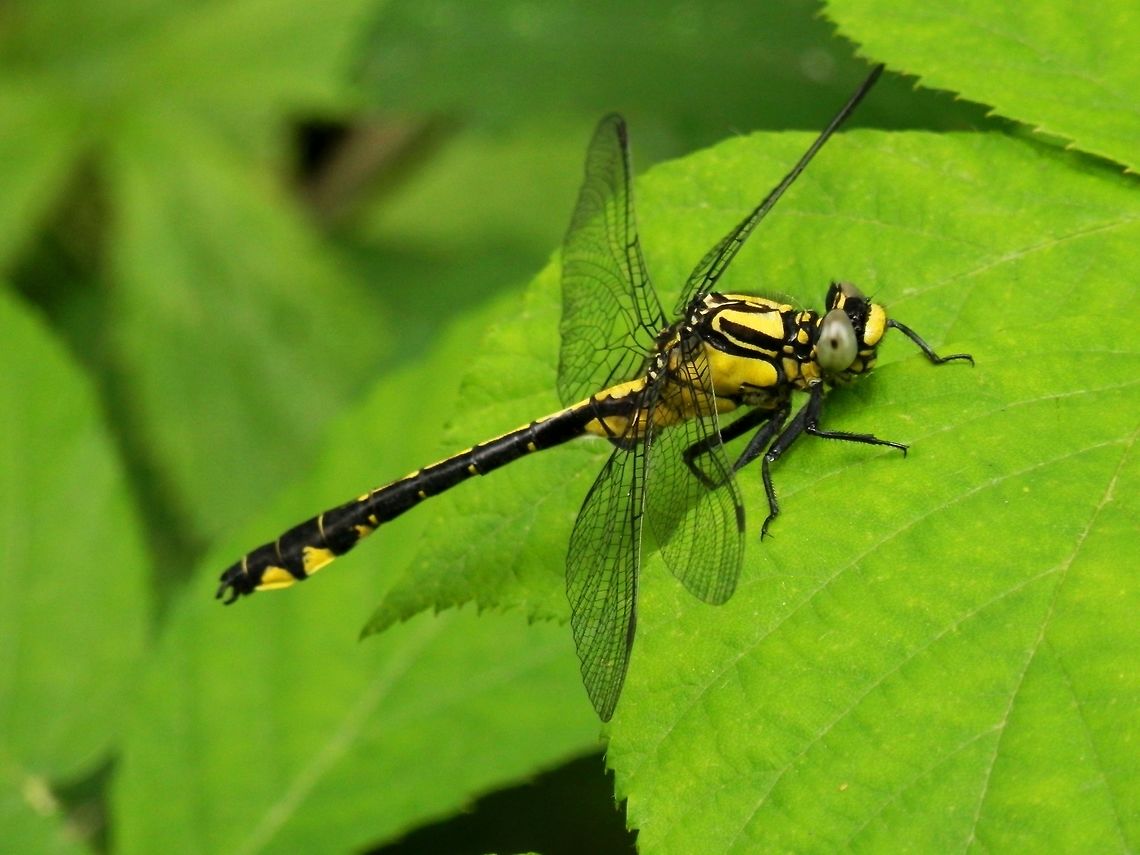 Common clubtail side view  Bulgaria,Gomphus vulgatissimus,Strandzha Nature Park