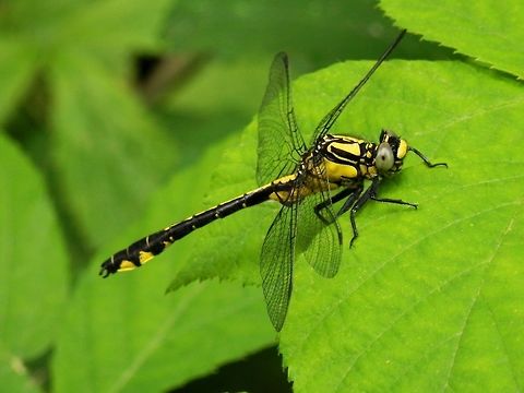 Common clubtail side view  Bulgaria,Gomphus vulgatissimus,Strandzha Nature Park