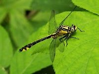 Common clubtail side view  Bulgaria,Gomphus vulgatissimus,Strandzha Nature Park