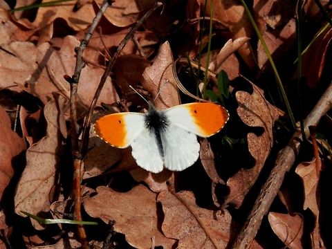 Orange tip butterfly  Anthocharis cardamines,Bulgaria,Orange tip